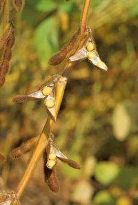 Soy bean biodiesel crops