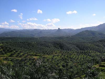 Palm can be used for biodiesel crops