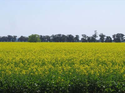 canola field advantages of biodiesel