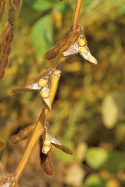 Soy bean biodiesel crops