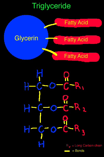 Biodiesel Chemistry - Triglyceride Visual