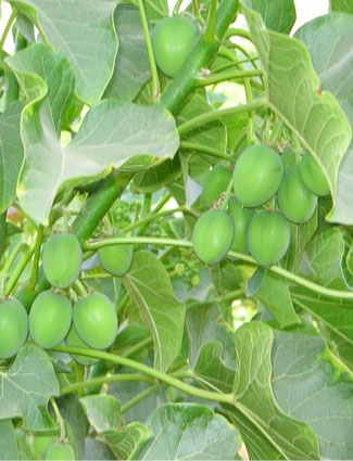 Jatropha crops for biodiesel