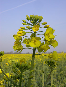crops for canola biodiesel