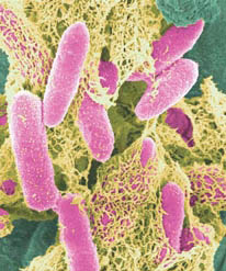 biodiesel waste: e-coli and glycerin make ethanol